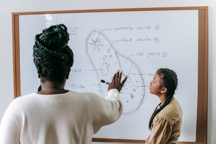 Diverse Woman And Teenager Studying Biology In Classroom