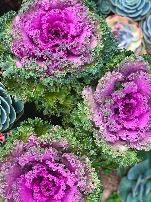 Free Purple and Green Flower in Close Up Photography Stock Photo