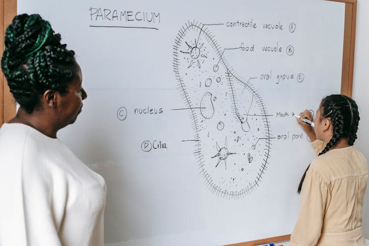 Student Writing On Whiteboard Under Supervision Of Teacher