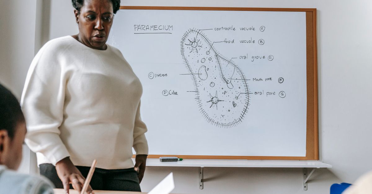 a teacher standing in front of a whiteboard with a diagram showing