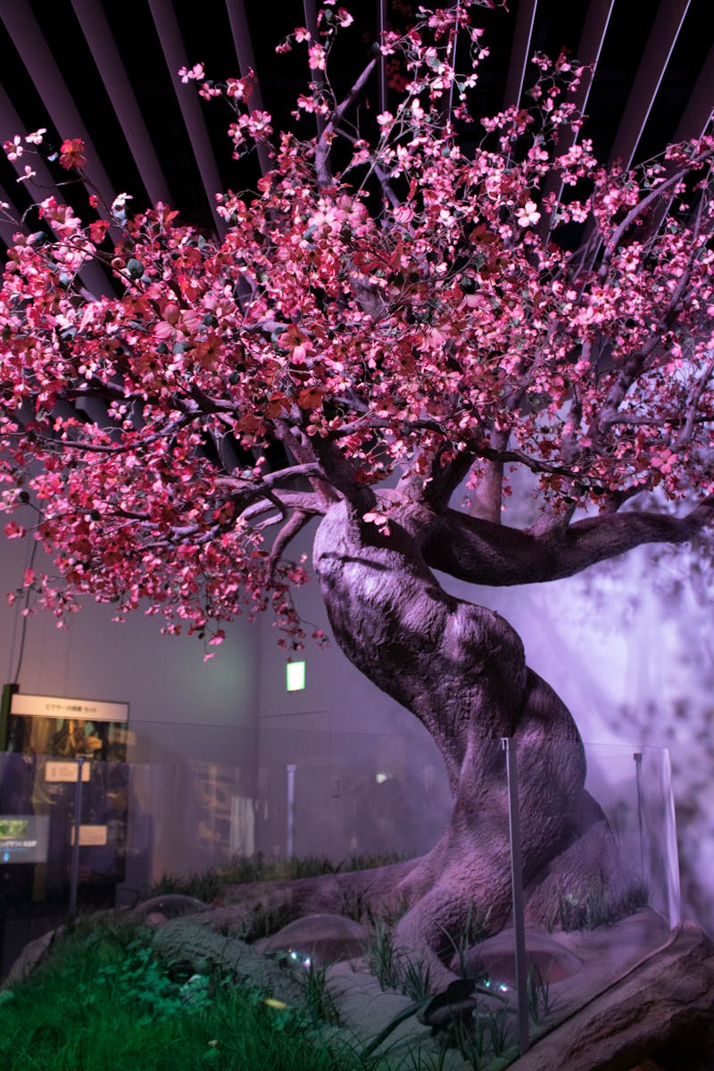 Transferencia de conocimiento