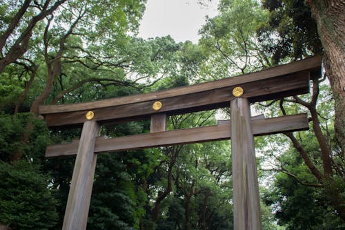 Kostenloses Stock Foto zu bäume, holz, japan