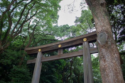 Kostenloses Stock Foto zu bäume, holz, japan