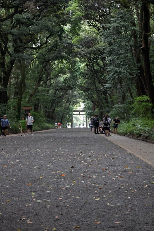 Kostenloses Stock Foto zu bäume, japan, natur