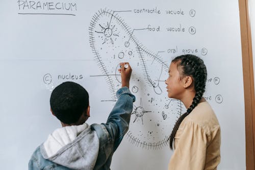 Free Smart kids drawing cell structure on lesson Stock Photo