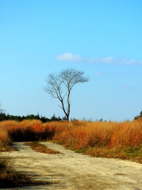 Free stock photo of bare tree, lone tree