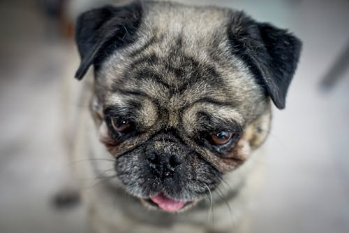 Close-Up Shot of a Fawn Pug