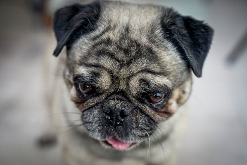 Foto stok gratis anjing, anjing coklat kekuningan, berbulu