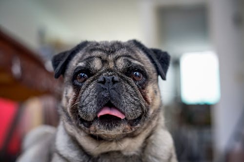 Free Close-Up Shot of a Fawn Pug Stock Photo