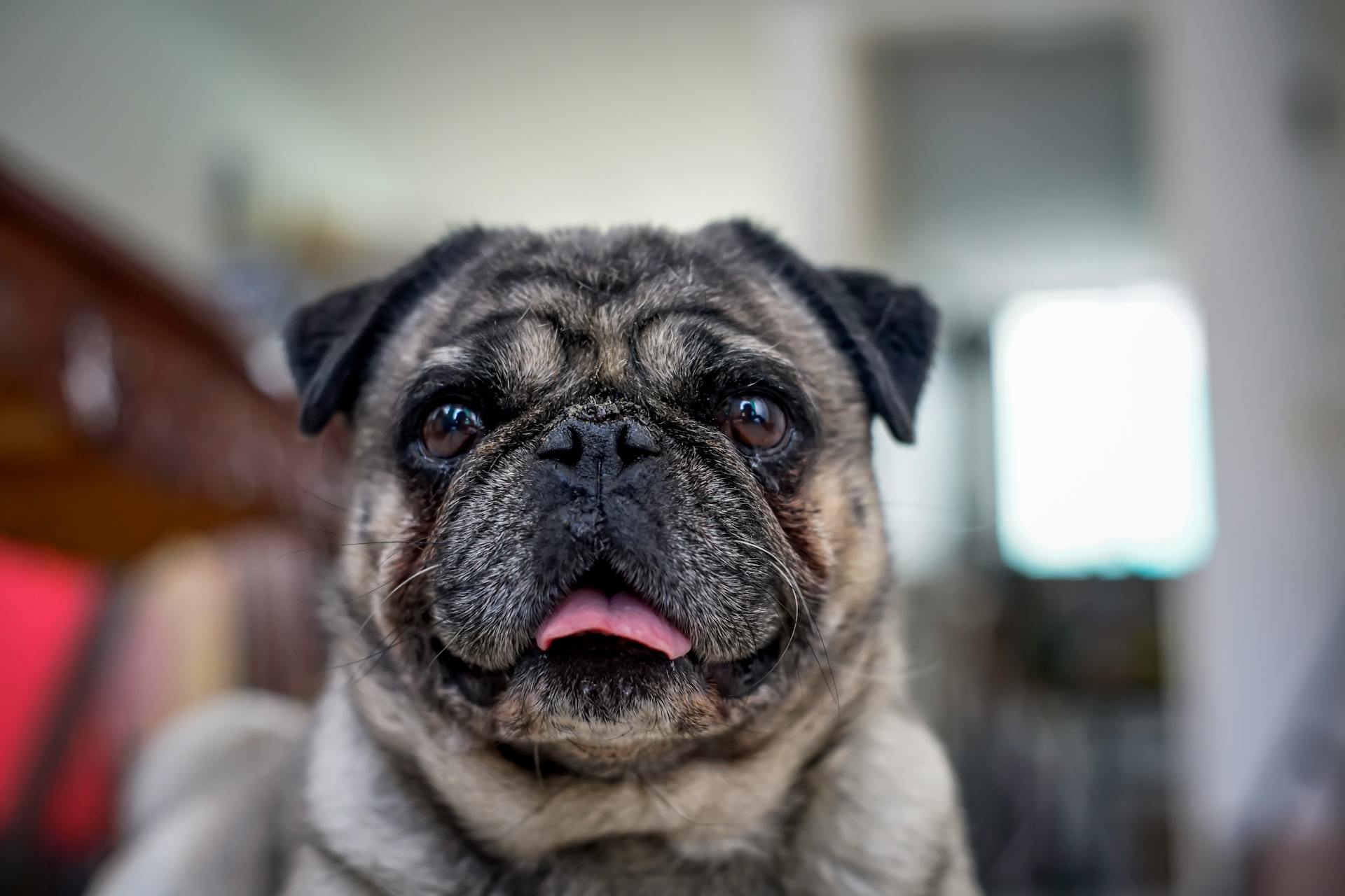 Close-Up Shot of a Fawn Pug