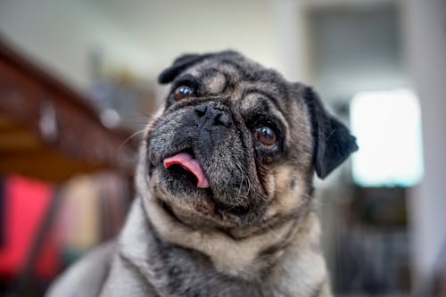 Free Portrait of Pug Sticking Tongue Out Stock Photo