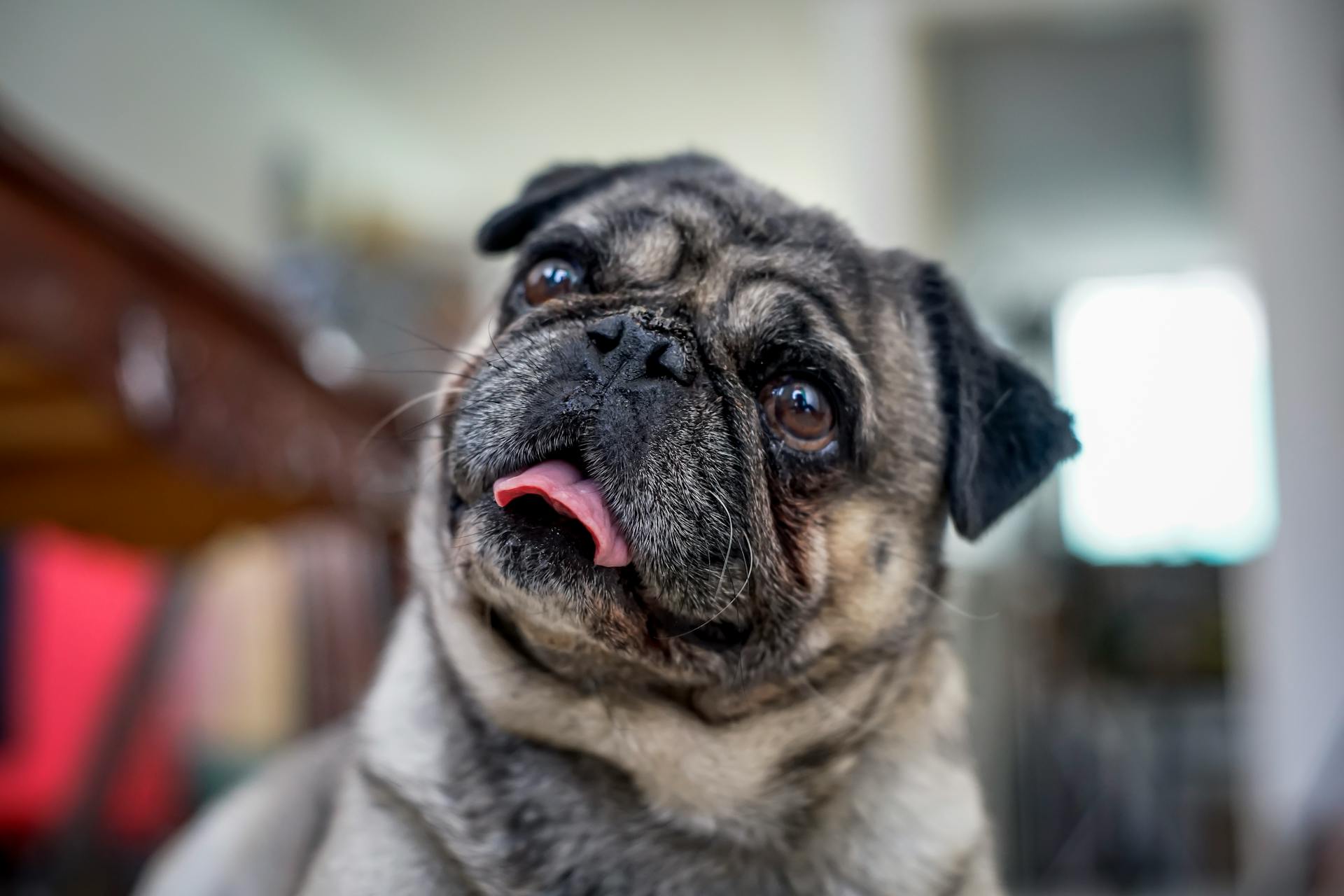 Portrait of Pug Sticking Tongue Out