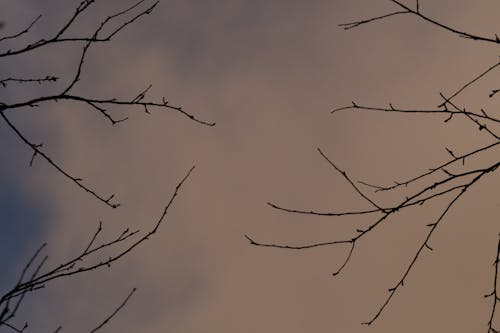 Foto profissional grátis de alto, ângulo baixo, ao ar livre