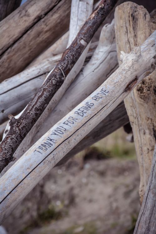 Free Close-up of a heartfelt message 'Thank You for Being Alive' on driftwood. Stock Photo