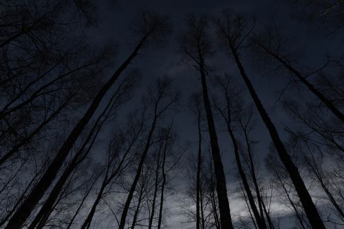 Free From below scenic view of high dry trees with leafless twigs growing in woods at night Stock Photo