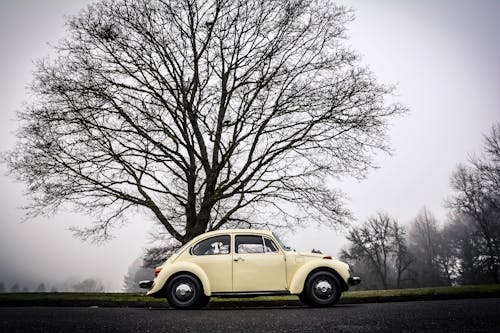 A Volkswagen Beetle Parked under the Tree
