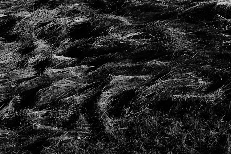 Abstract Backdrop Of Grass On Meadow In Evening