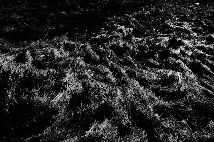 Textured Backdrop Of Field With Lush Grass