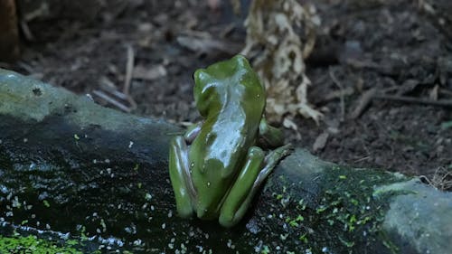 Gratis stockfoto met groene boomkikker