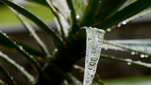 Gratis stockfoto met water op plant, waterdruppels