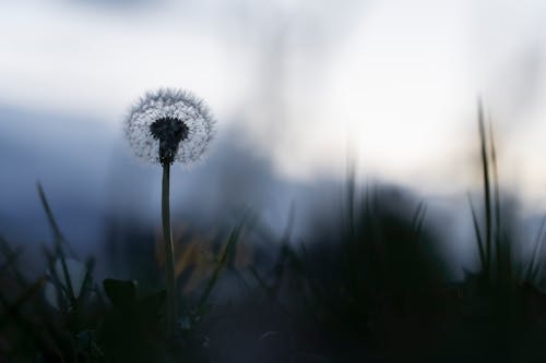 Kostnadsfri bild av blomma, makroskott, maskros