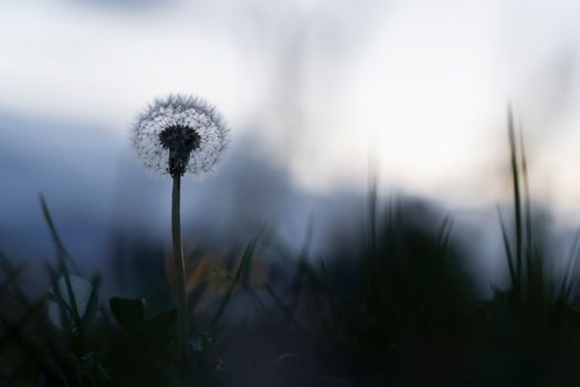 Image by Andre Taissin