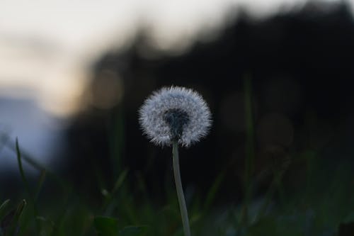 Free White Dandelion in Close Up Photography Stock Photo