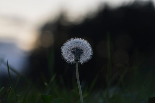Macro shot of a dandelion in a meadow during a serene evening in Bavaria, Germany.