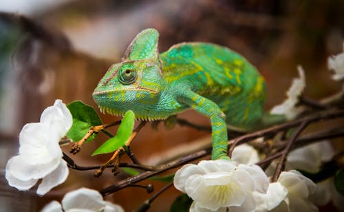 Free Green Chameleon on White Flowers Stock Photo