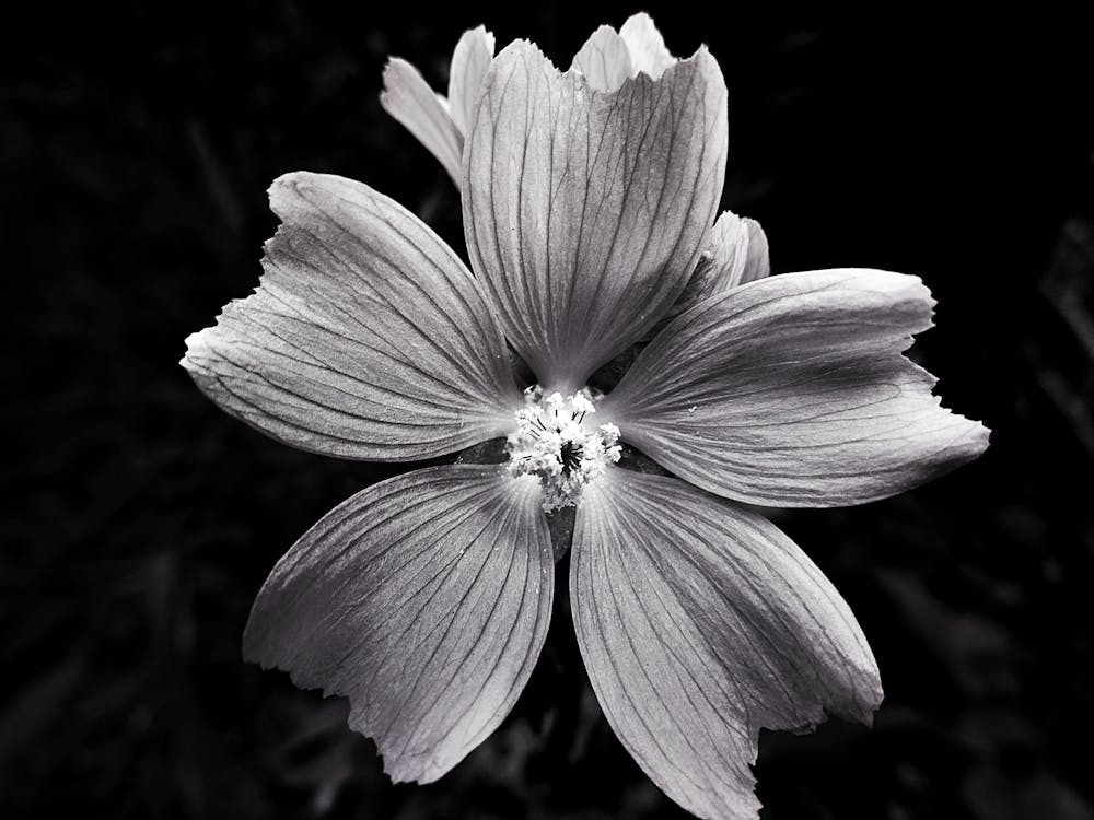 grayscale flowers photography