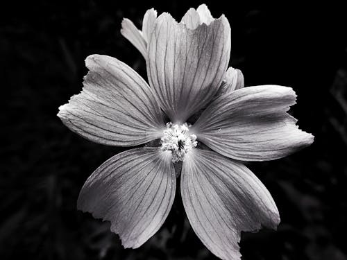 無料 白い花のグレースケール写真 写真素材