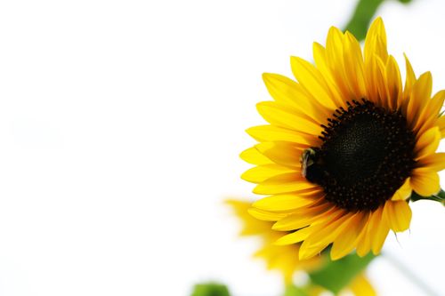 Free stock photo of sunflower flowers nature bees Stock Photo