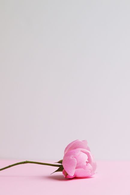 Minimalist photo of a single pink rose on a pastel pink surface with ample copy space.