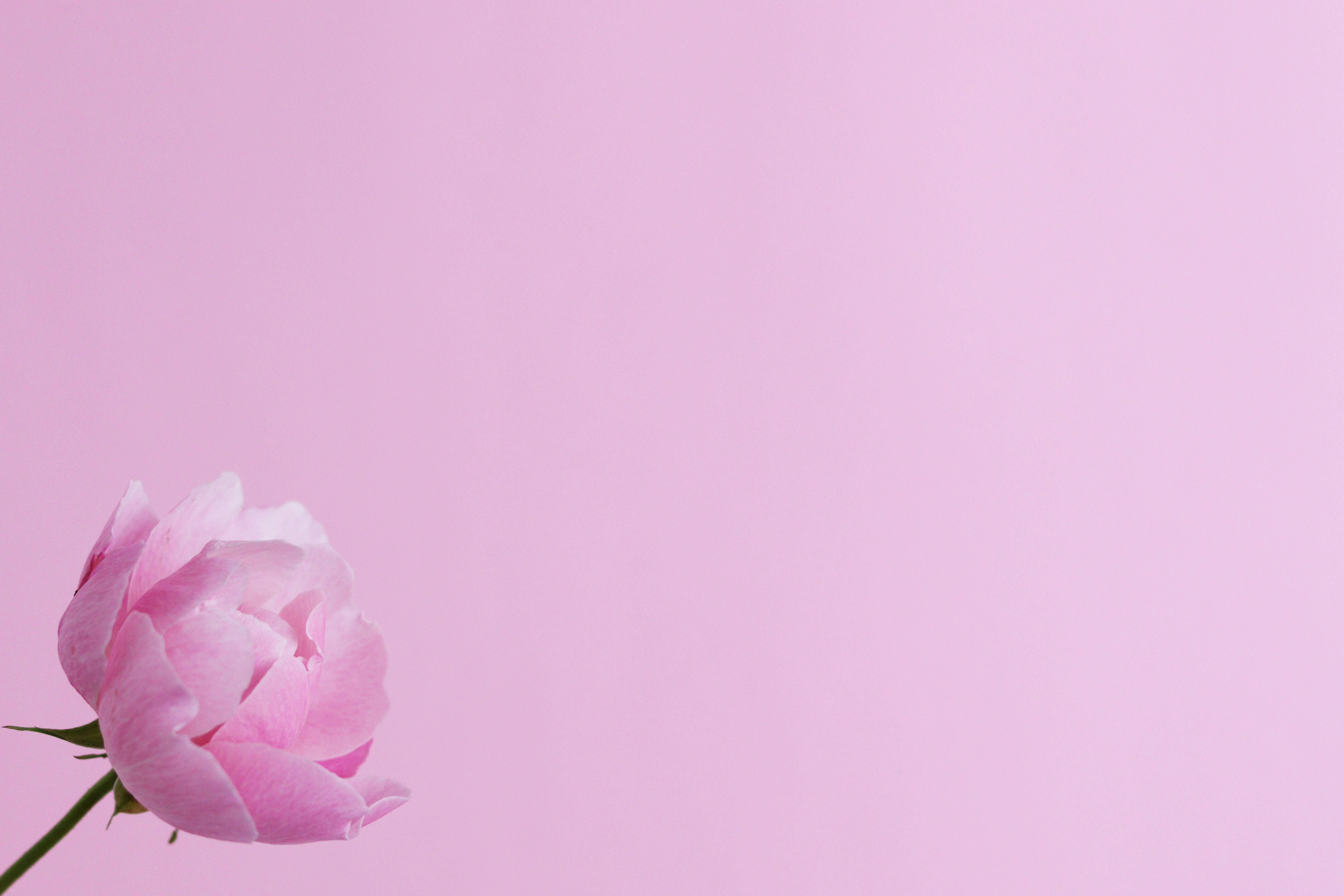Pink Flower on Pink Background · Free Stock Photo