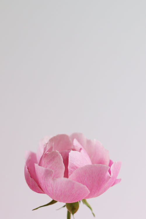 Close Up Photo of Pink Rose in Bloom