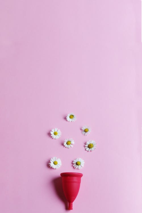 Close up of Daisies on a Pink Background
