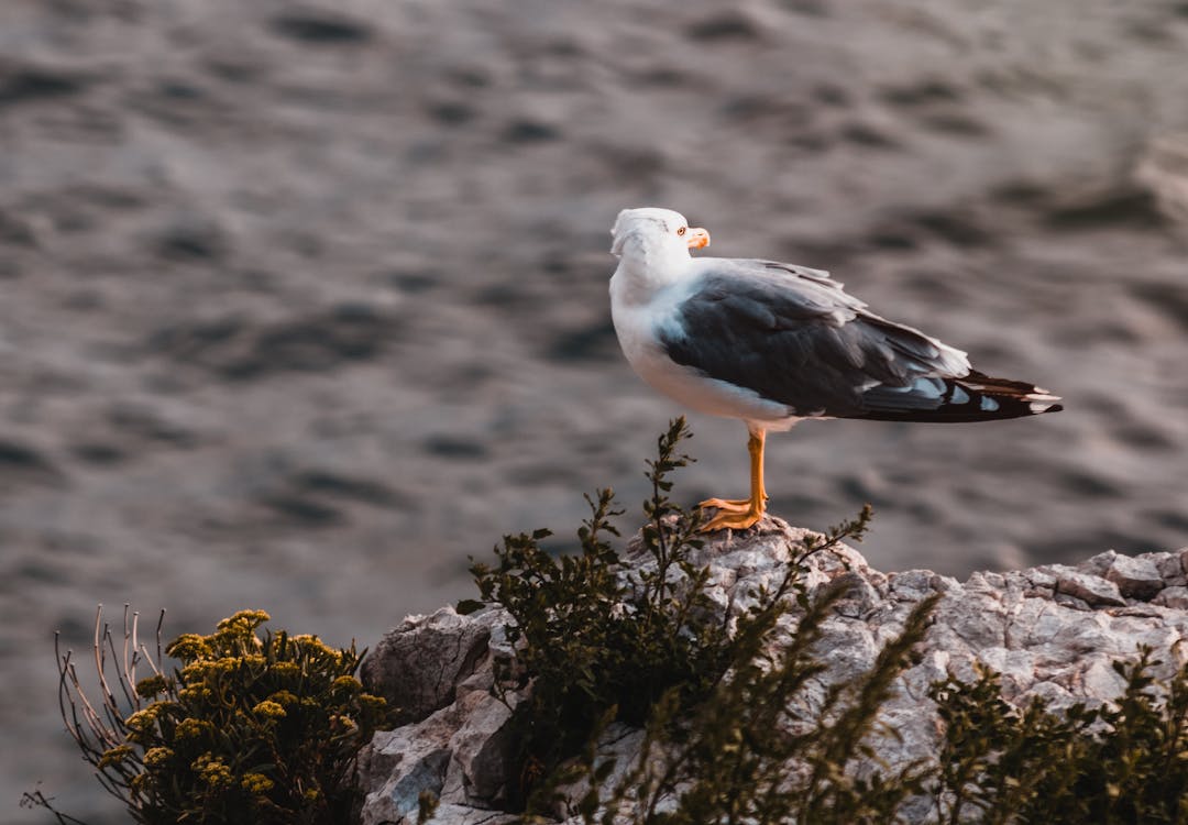 White and Grey Seagull on Rock