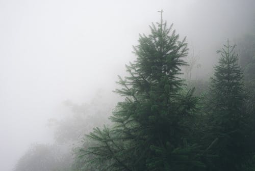 Fotos de stock gratuitas de al aire libre, arboles coniferos, con niebla