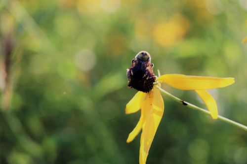 Free stock photo of bees sunflower nature Stock Photo
