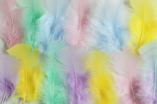 Multi Colored Feathers
