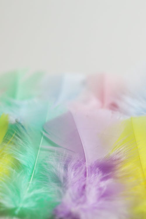 Pink and Green Feather in Close Up Photography
