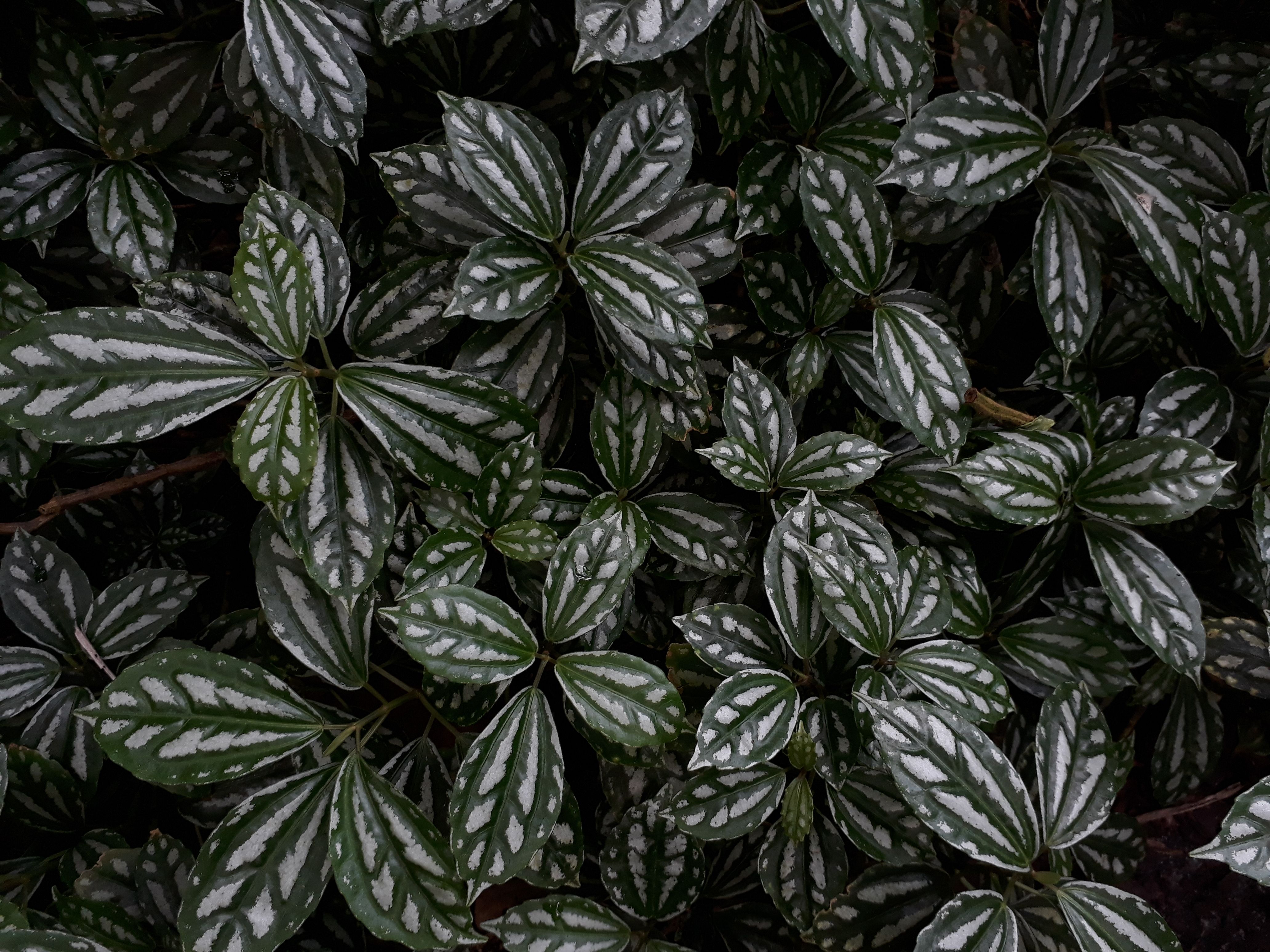 Goodyera Hispida Silver