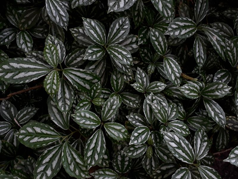 prayer plant with patterned folding leaves