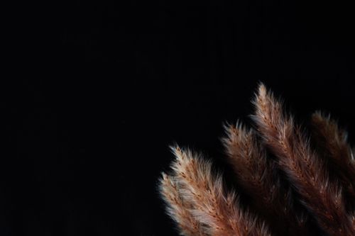 Free Close-up of delicate feathers against a black backdrop, perfect for creative projects. Stock Photo