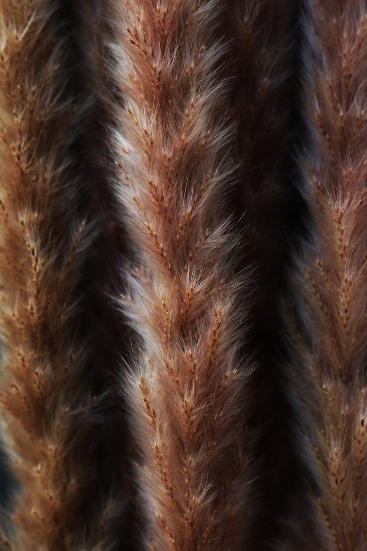 Close Up Shot Of Spikelet