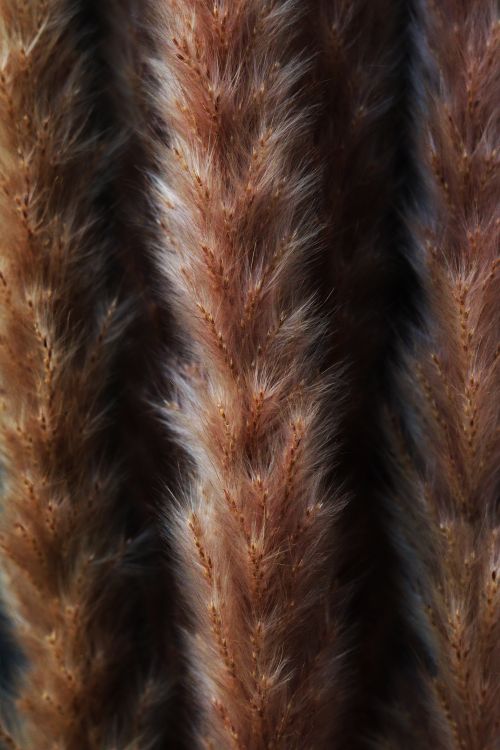 Free Detailed macro shot of brown spikelets showcasing intricate texture and pattern. Stock Photo