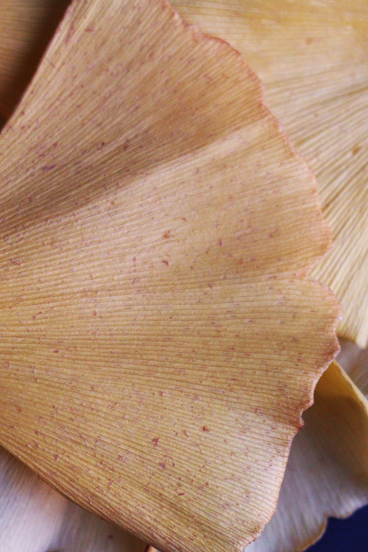 Drying Ginko Leaves In Close Up