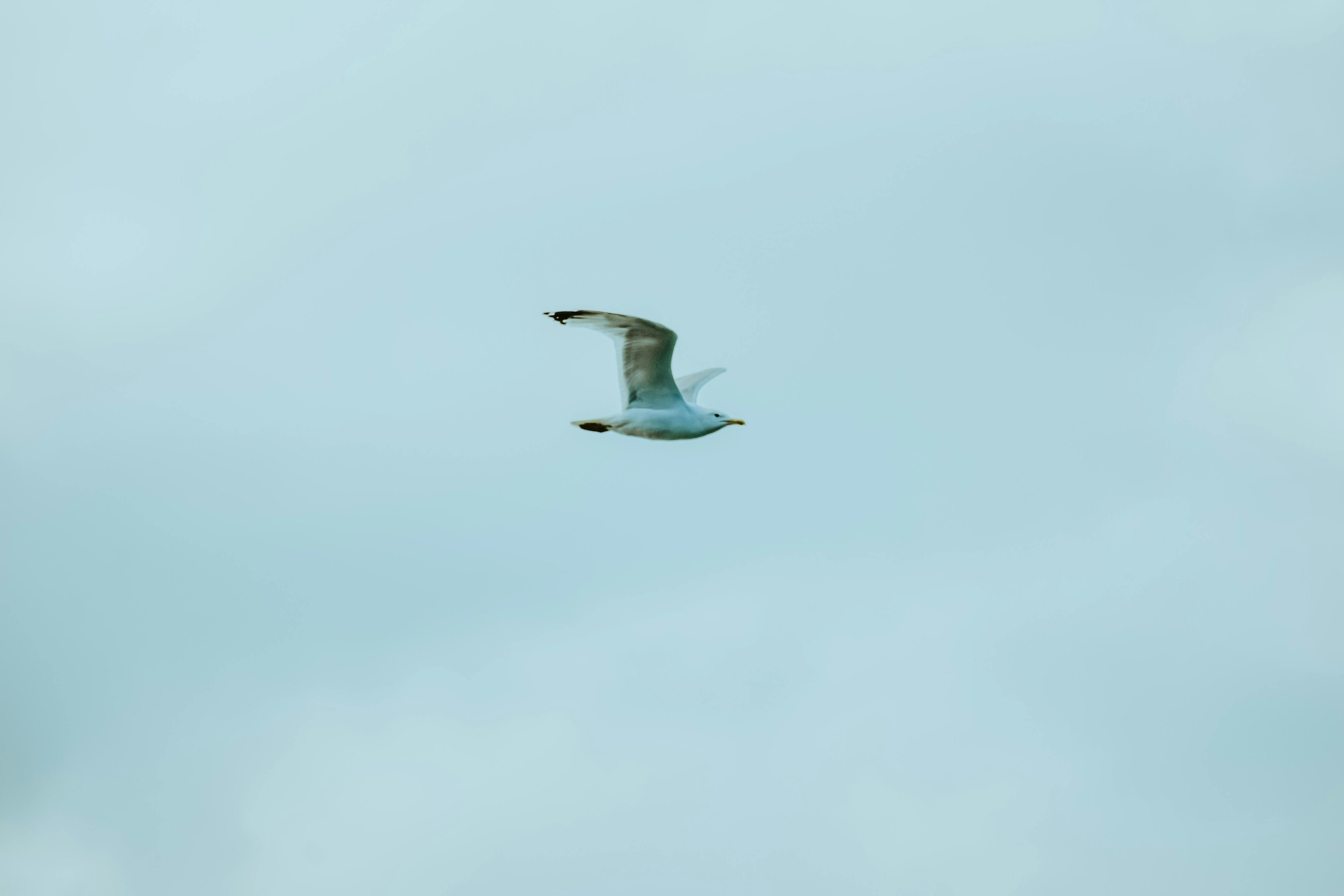 seagull flying in gloomy gray sky