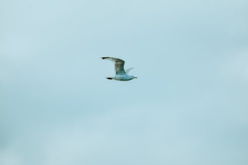 Free Seagull flying in gloomy gray sky Stock Photo