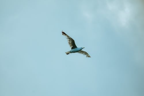 Free From below white seagull spreading wings and soaring in cloudy gloomy sky in wild nature Stock Photo